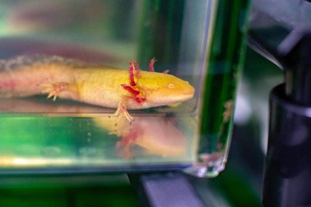 Archivo - Axolotl o ajolote es una salamandra con notable capacidad de regeneración.
