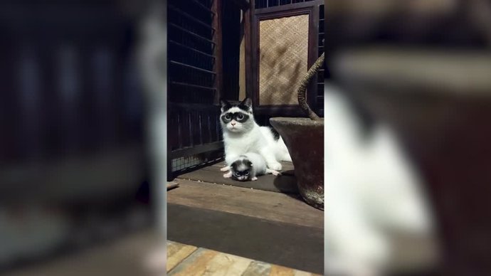 Este gato con antifaz y su cría son exactamente iguales