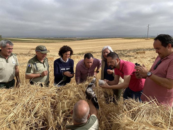 El delegado de Desarrollo Sostenible de la Junta en Huelva, José Enrique Borrallo, ha visitado en Escacena del Campo un nido de aguilucho cenizo (Cyrcus pygargus), en la última fase de 2022 del Programa de Seguimiento y Conservación.