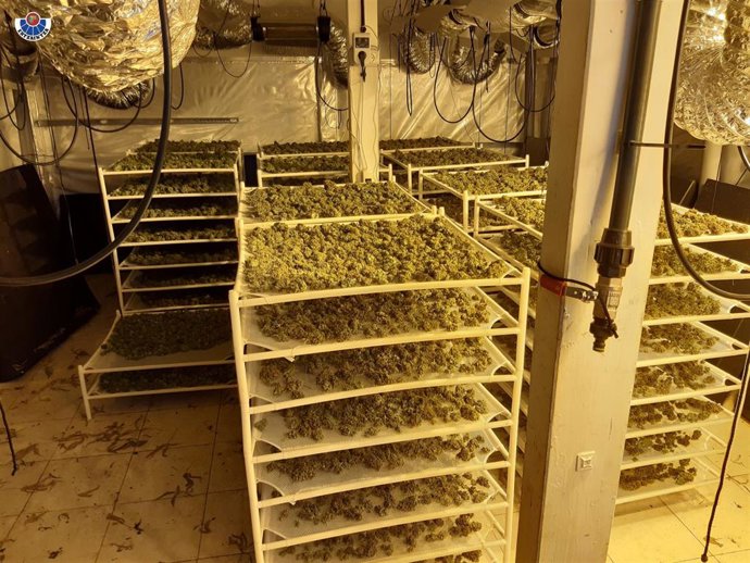 Cuatro detenidos en Oiartzun tras desmantelar la Ertzaintza una plantación ilegal de marihuana en un pabellón