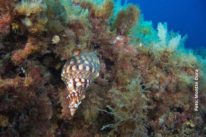 Ejemplar de cuerno. Fotografía de la observadora, Montse Dura