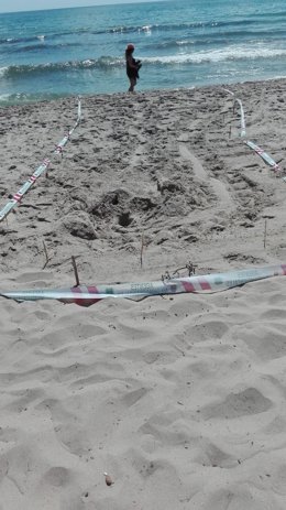 Intento de puesta de huevo de tortuga mora en una playa de La Manga, en San Javier