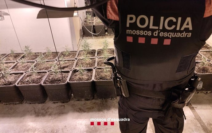Cultiu de marihuana en una nau industrial