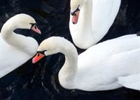 Los cisnes sacrifican el descanso para pelear por la comida