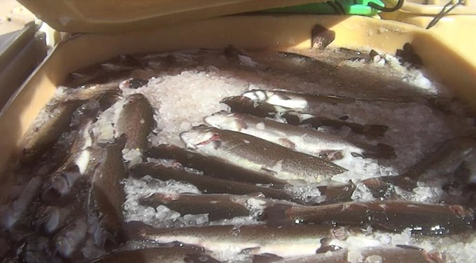 Sacrificios en hielo en una piscifactoria de Toledo