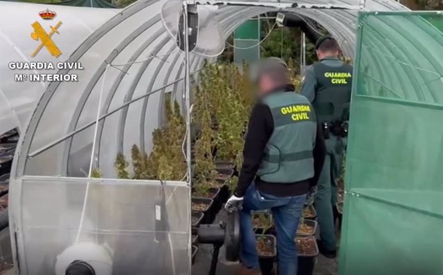 Tres detenidos de una organización dedicada al cultivo interior de marihuana en una finca aislada en Benalauría (Málaga)