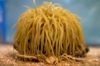 El CSIC descubre tres nuevas especies de cangrejo en aguas andaluzas