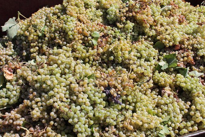 Archivo - Uvas recogidas de una cosecha durante la temporada de vendimia de 2021
