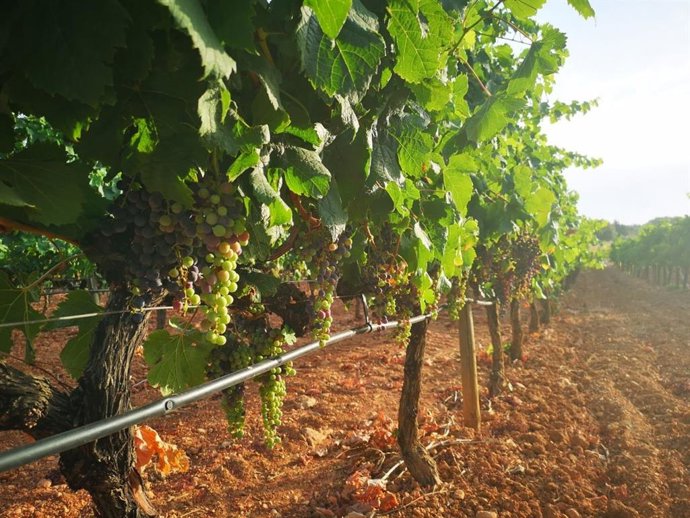 Archivo - El sector primario de Baleares recibirá 1,6 millones de euros de las ayudas del Ministerio por la COVID-19