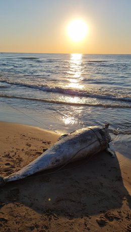 Delfín muerto en la playa de La Patacona