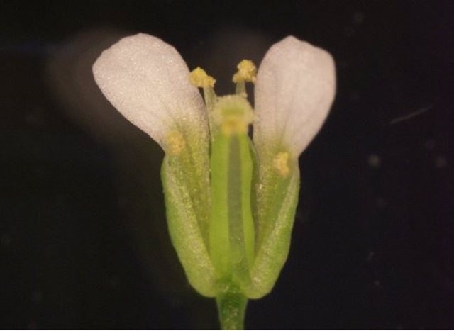 Un estudio reciente de PMB de la planta de berro thale (Arabidopsis thaliana) ha identificado un proceso molecular previamente desconocido que sirve como método de comunicación durante la fertilización y la reproducción.