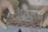 Foto: Investigadores descubren una nueva forma que utilizan las células madre para fabricar órganos