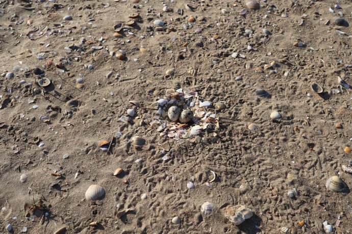 Una jornada de anillamiento permite identificar a más  80 chortilejos en Punta Umbría