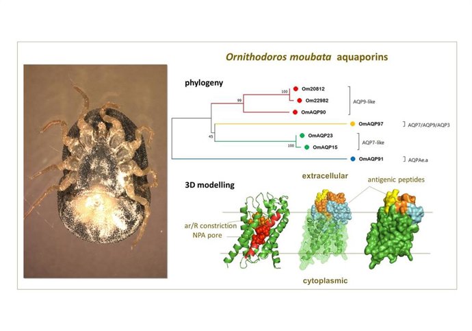 El Irnasa-CSIC ha realizado un estudio estructural, tridimensional e inmunogénico de las acuaporinas y ha concluido que, para convertir las acuaporinas en dianas vacunales, lo más apropiado es diseñar péptidos inmunogénicos