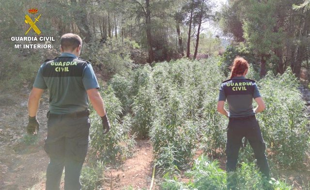 La Guardia Civil desmantela una plantación de marihuana