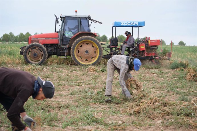 Varios agricultores y un tractor durante la recogida del ajo morado en un campo de la cooperativa Coopaman,