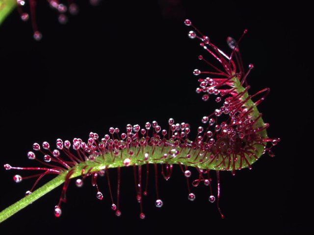 La drosera carnívora Drosera capensis usa sus tentáculos similares a pelos (rojos) para atrapar a un insecto vivo mientras su hoja (verde) se dobla hacia adentro y forma un estómago externo.