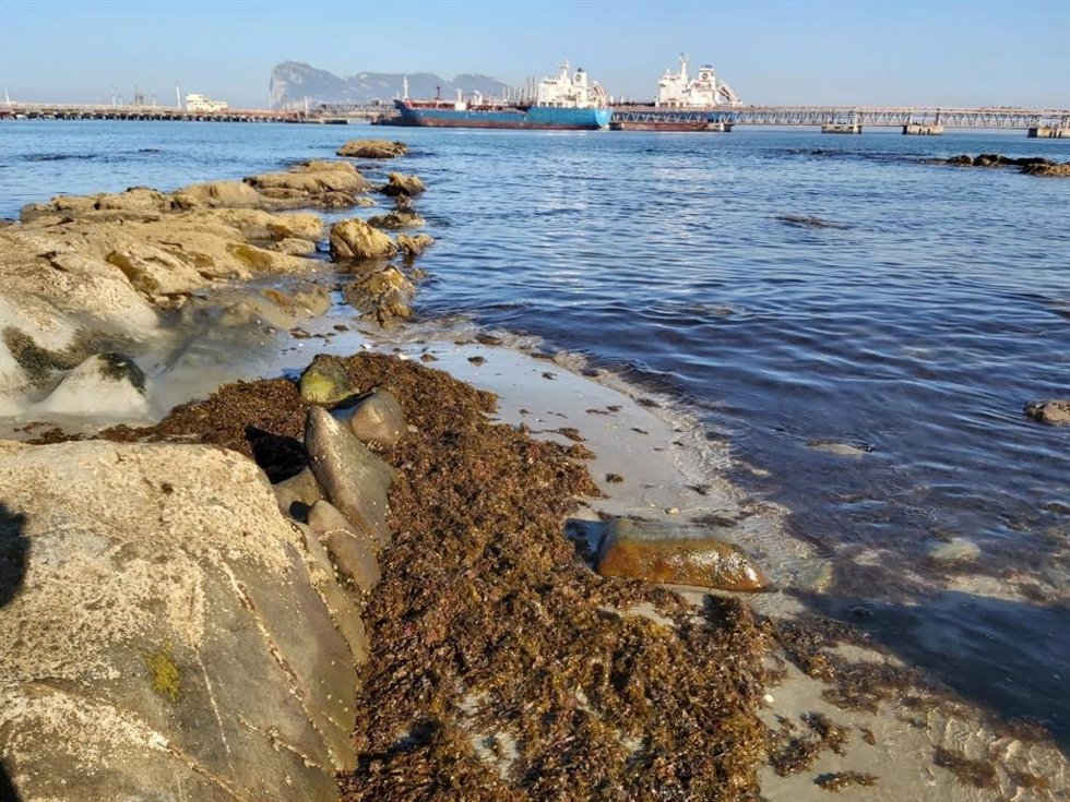 Archivo - Alga invasora en una imagen de archivo en Algeciras (Cádiz), muy cerca de Estepona, que al igual que otros municipios costeros sufre la presencia de este residuo.