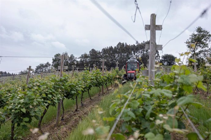 Archivo - Un trabajador montado en un tractor trabaja en unos viñedos