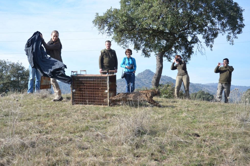 Liberación al medio natural de un ejemplar de lince ibérico.