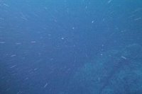 El planctón almacenará más carbono en los oceános con el calentamiento