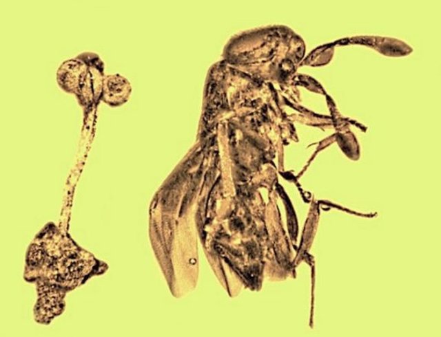 La investigación ha revelado una fusión exquisita de arte y ciencia: una flor de tallo largo de una especie de planta recién descrita encerrada en una tumba de 30 millones de años de antigüedad junto con una avispa parásita