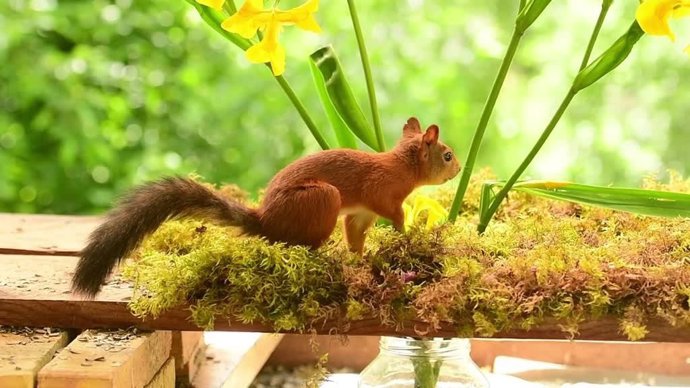 Esta ardilla hace una acrobacia propia de un ninja para conseguir su comida