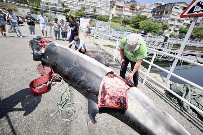 Técnicos de la Coordinadora para o Estudo dos Mamíferos Mariños junto al cadáver de una ballena en el puerto de Combarro, a 12 de julio de 2022, en Combarro, Poyo, Pontevedra, Galicia (España).  La ballena ha muerto hoy después de aparecer varada en el 