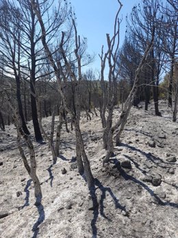 Situación del monte Yerga en Alfaro tras el incendio del domingo
