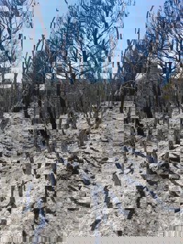 Situación del monte Yerga en Alfaro tras el incendio del domingo