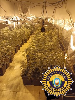 Dos investigados y 632 plantas de marihuana decomisadas en Monóvar