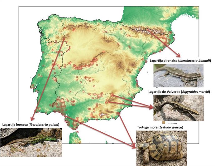 El Proyecto REPROCLIM identifica 300 puntos calientes de reptiles protegidos en España amenazados por el impacto del cambio climático