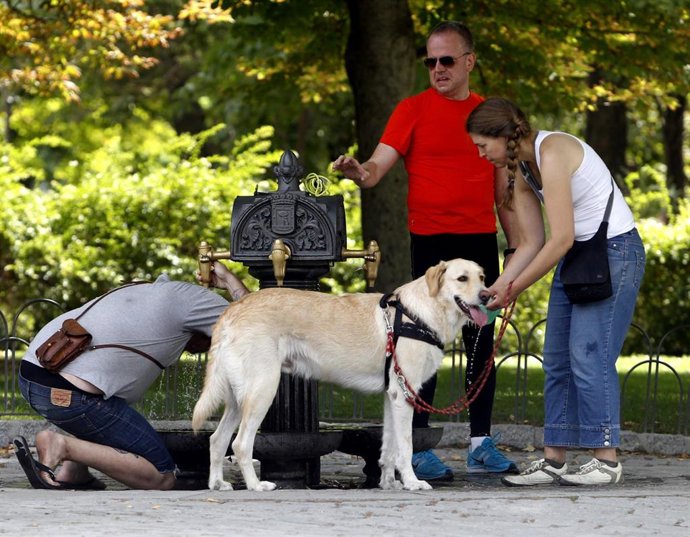 Archivo - Sol, calor, temperaturas, buen tiempo, bebiendo agua, refrescarse, fuente, perro