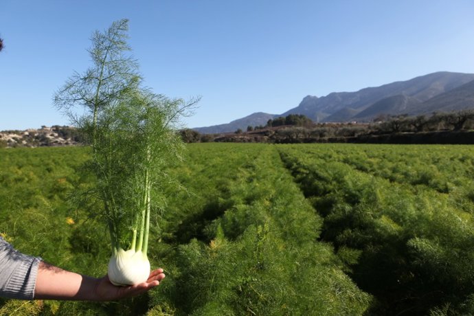 Archivo - Agricultura ecológica