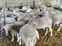 La Unió de Llauradors celebra que la Eurocámara "empiece a tomar medidas más justas" sobre las importaciones