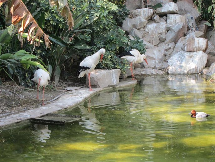 Cigueñas y un pato en el Zoo de Córdoba, en una imagen de archivo.