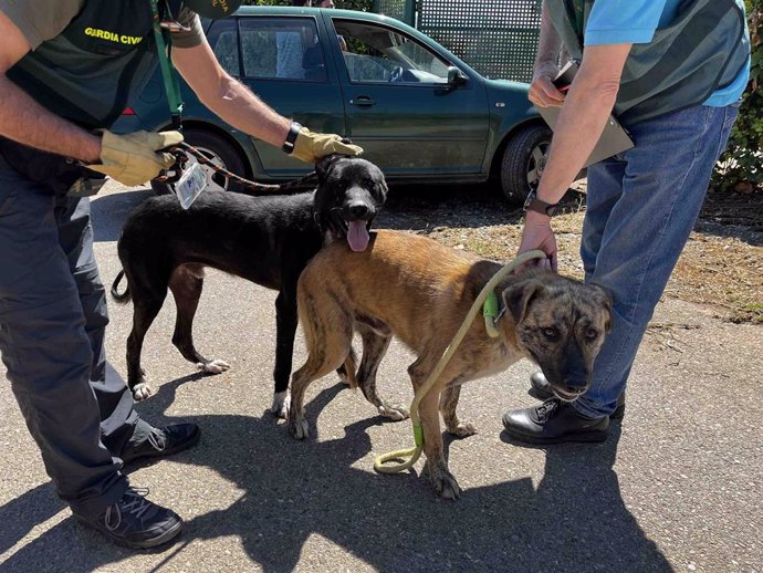 Agentes del Seprona en La Rioja decomisan dos perros que atacaron a varios ciudadanos