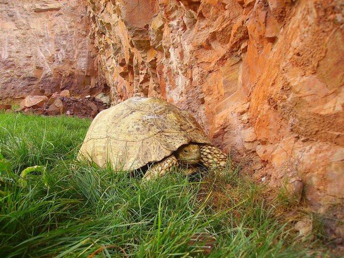 Imagen de una tortuga en Terra Natura