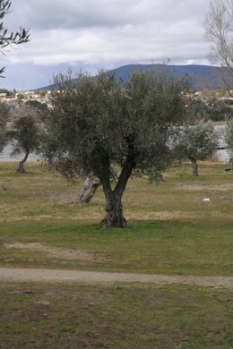 Archivo - Pantano de Cazalegas,Nubes, Arbol, Olivo