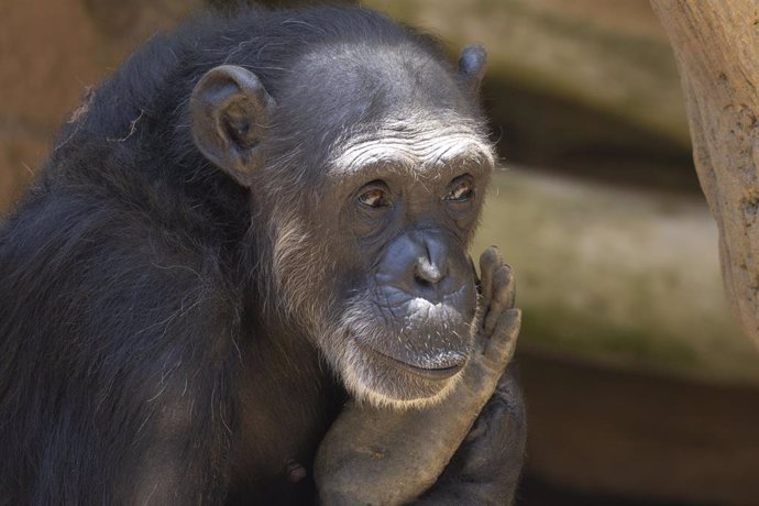 Archivo - Julieta, la chimpancé que vive en Bioparc Fuengirola y que fue atracción para los turistas en la Costa del Sol en los años 70 y, después, estuvo enjaulada diez años hasta que fue rescatada por el Seprona de la Guardia Civil.