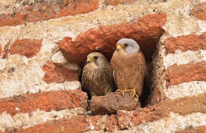 Turismo organiza 20 rutas Urban Birding que combinan la observación de aves y el patrimonio histórico en ciudades