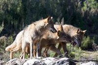 TSJCyL condena a la Junta a pagar más de 19.000 euros por daños de lobo en una explotación de El Espinar (Segovia)