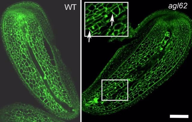 Mecanismo de síntesis de auxina inducida por la fertilización en el endospermo para el desarrollo de semillas y frutos