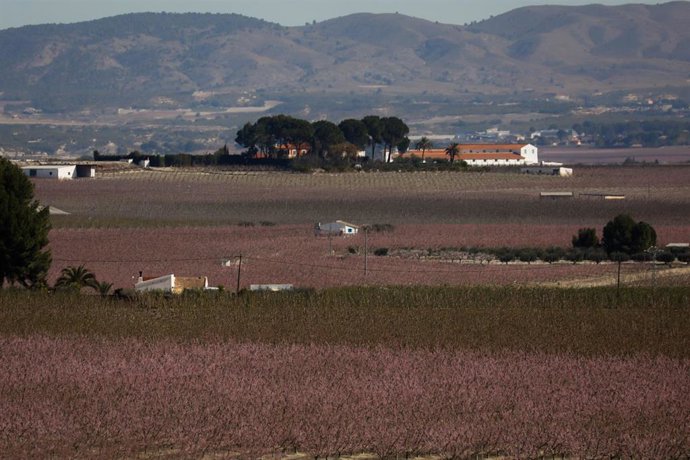 Archivo - Terrenos de Cieza con hileras de melocotoneros en flor, a 21 de febrero de 2022, en Cieza, Murcia (España).