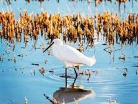 Turisme asiste por primera vez con estand propio a la Global Birdfair para promocionar el turismo ornitológico