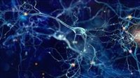 Las neuronas del cerebro no se piden la 'noche libre' ni cuando dormimos