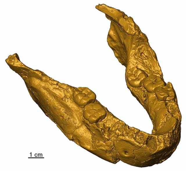 La mandíbula SK 15 probablemente esté relacionada con Paranthropus y no con Homo.