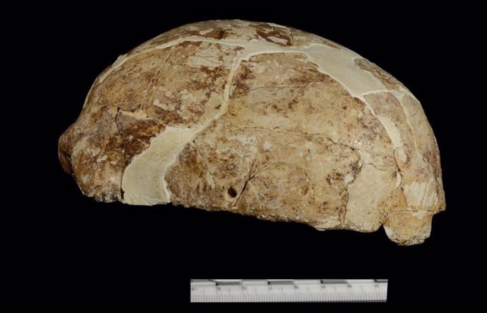 La vista lateral del cráneo desenterrado de Red Dear Cave