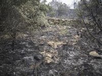 Gobierno Vasco elevará este viernes a fase de emergencia el Plan por Riesgo de Incendios Forestales en toda Euskadi