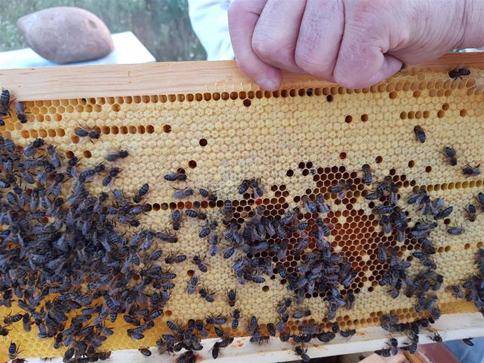 Archivo - Abejas. Apicultura. Panal. Cría. Puesta de abejas.